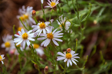 Fototapeta premium Blooming White Rose Health Flowers in the Capitol Reef National Park