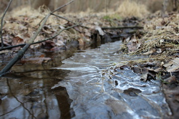 Stream in Forest