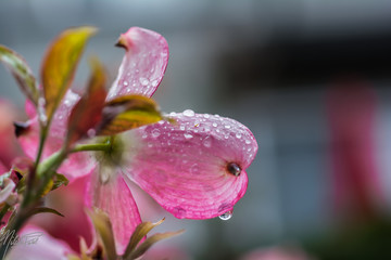pink flower with water drops of dew on background