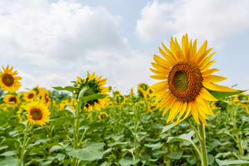 Sunflower natural background. Sunflower blooming.  F