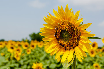 Sunflower natural background. Sunflower blooming.  F