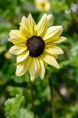 Helianthus annuus Valentine in garden. Asteraceae or Compositae (commonly referred to as the aster, daisy, composite or sunflower family.