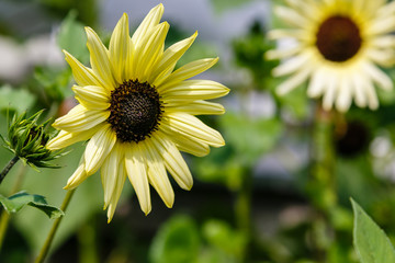 Helianthus annuus Valentine in garden. Asteraceae or Compositae (commonly referred to as the aster, daisy, composite or sunflower family.