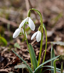 Snowdrop or common snowdrop (Galanthus nivalis) flowers in garden