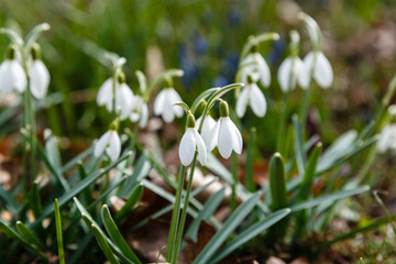 Snowdrop or common snowdrop (Galanthus nivalis) flowers in garden