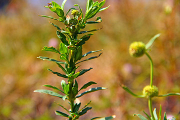 Green plants