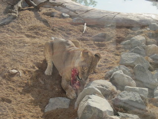 lion in desert