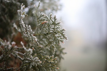 branch of a tree, frosted branches