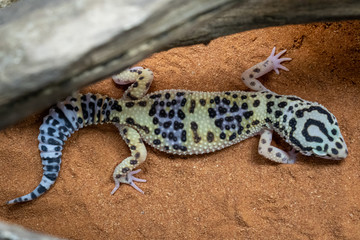 Lizzard