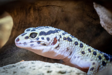 Lizzard
