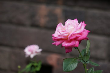 薔薇の庭園