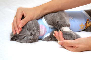 The cat lies after ovarian removal. Female hands stroking a cat after surgery. Scottish fold cat...