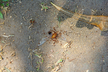 Ground