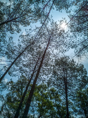 Cielo azul desde dentro de bosque