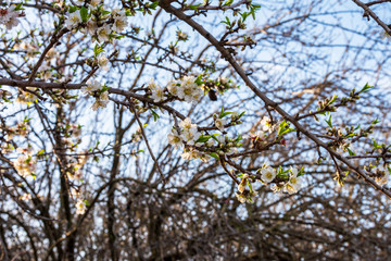 A branch of an almond tree with blooming flowers and green leaves. 