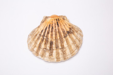 Pectinidae Scallop shell on a white background. Close-up