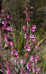 purple flowers in the garden