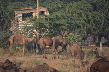 インドのラジャスタン州のプシュカル　一年に一度のラクダ祭　砂漠に集まるラクダの群れ　可愛いラクダの親子