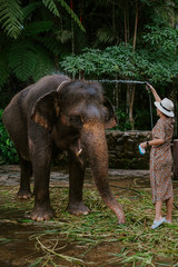 Fototapeta premium Girl washing an elephant on Bali