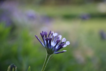 flower in field