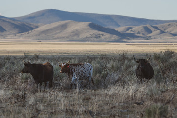 Cattle Herd Grazing in a Rural Pasture 