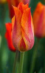 Vibrant Colorful Tulip Flower in Fresh Spring Garden