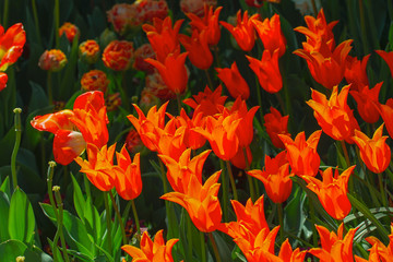 Fresh Bright Natural Flowers Bloom Blossom in Spring Summer Garden