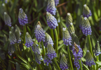Fresh Spring Blooming Hyacinth Blossoms in Natural Meadow