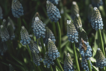 Hyacinth Blossoms and Blooms in Fresh Spring Meadow