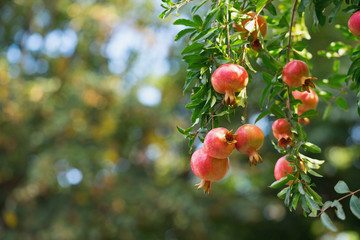Growing pomegranate fruits