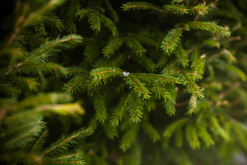 Blurred background with bright spruce branches and contrasting shadows.