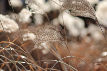 autum grass