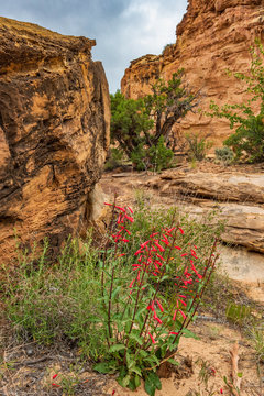 Firecracker Penstemon (Penstemon eatonii) blooms on the Hickman Bridge trail in Capitol Reef National Park