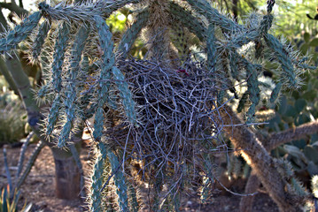nest in a cactus