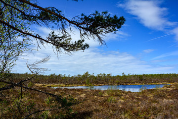 Bog eyes in the black moor , with a tree