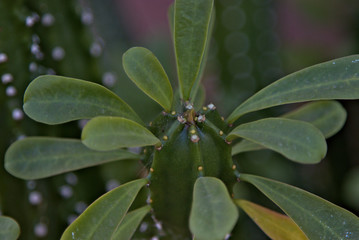 green plant in the garden