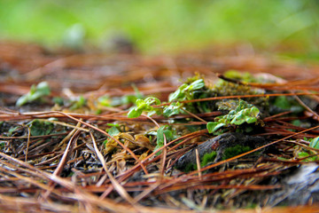 Plant