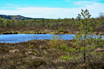 Moor eyes in the black moor in  Germany
