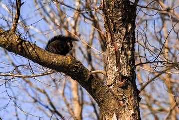 woodpecker on tree