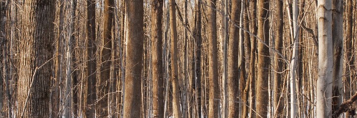 Fototapeta premium tekstura kory drzewa