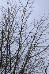 Fototapeta na wymiar silhouette of winter tree with bird