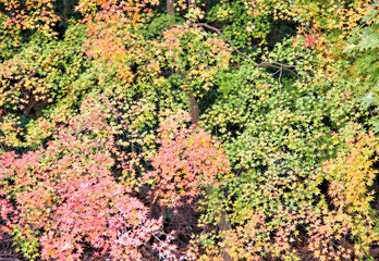 秋の京都の紅葉