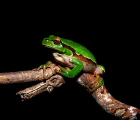 Naklejka premium green tree frog on leaf
