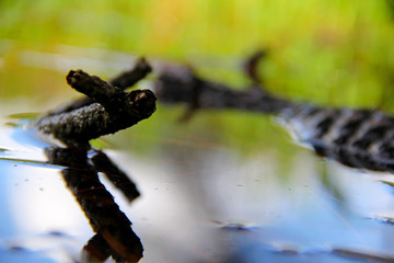 Nature