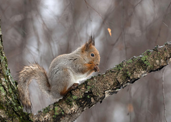 Fototapeta premium Eurasian red squirrel (Sciurus vulgaris) in nature among the autumn entourage in rainy weather. The red squirrel or Eurasian red squirrel (Sciurus vulgaris). 