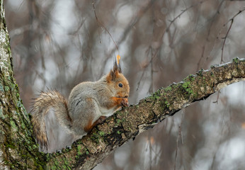  Eurasian red squirrel (Sciurus vulgaris) in nature among the autumn entourage in rainy weather....