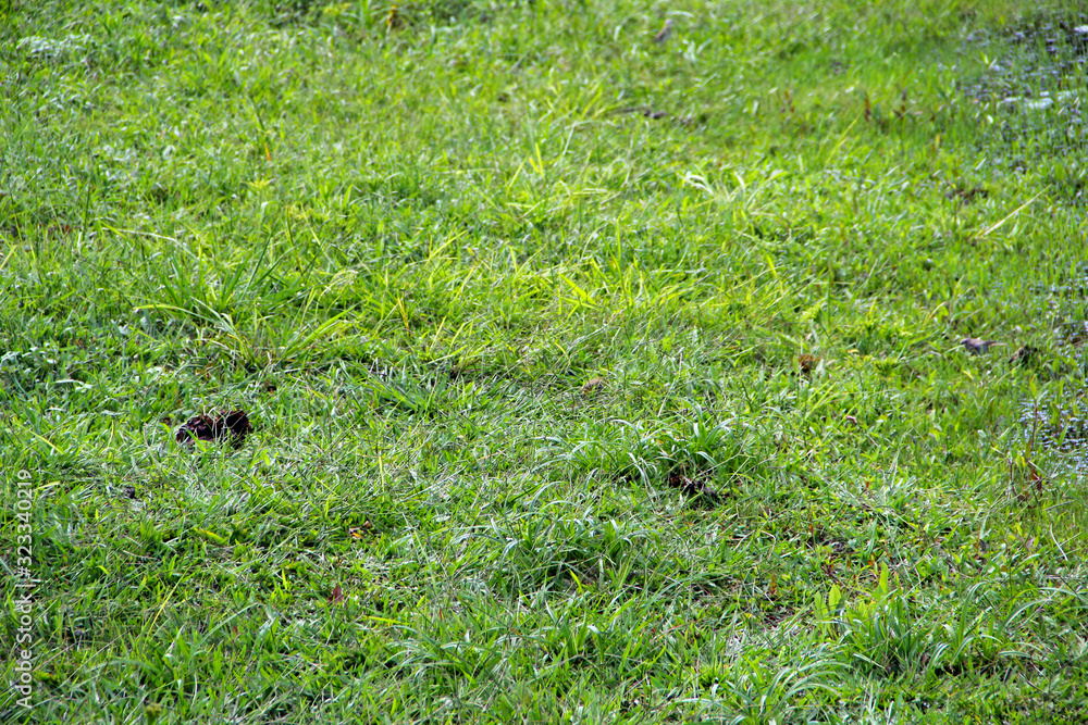 Wall mural grass