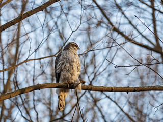 The northern goshawk (Accipiter gentilis) is a medium-large raptor in the family Accipitridae. Northern goshawk (Accipiter gentilis) in the natural ecosystem.