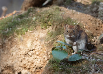 Wild wood mouse sitting on the forest floor. Wild Wood mouse resting on the root of a tree on the forest floor with lush green vegetation. House Mouse (Mus domesticus). gray mouse in nature.