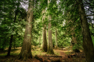 Obraz premium Roosevelt Grove of Ancient Cedars - Nordman, Idaho